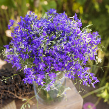 A bouquet of larkspur blue cloud flowers in a glass vase in a natural setting.