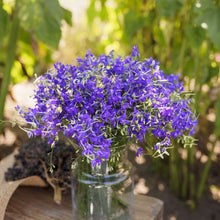 A bouquet of larkspur blue cloud flowers in a glass vase in a natural setting.