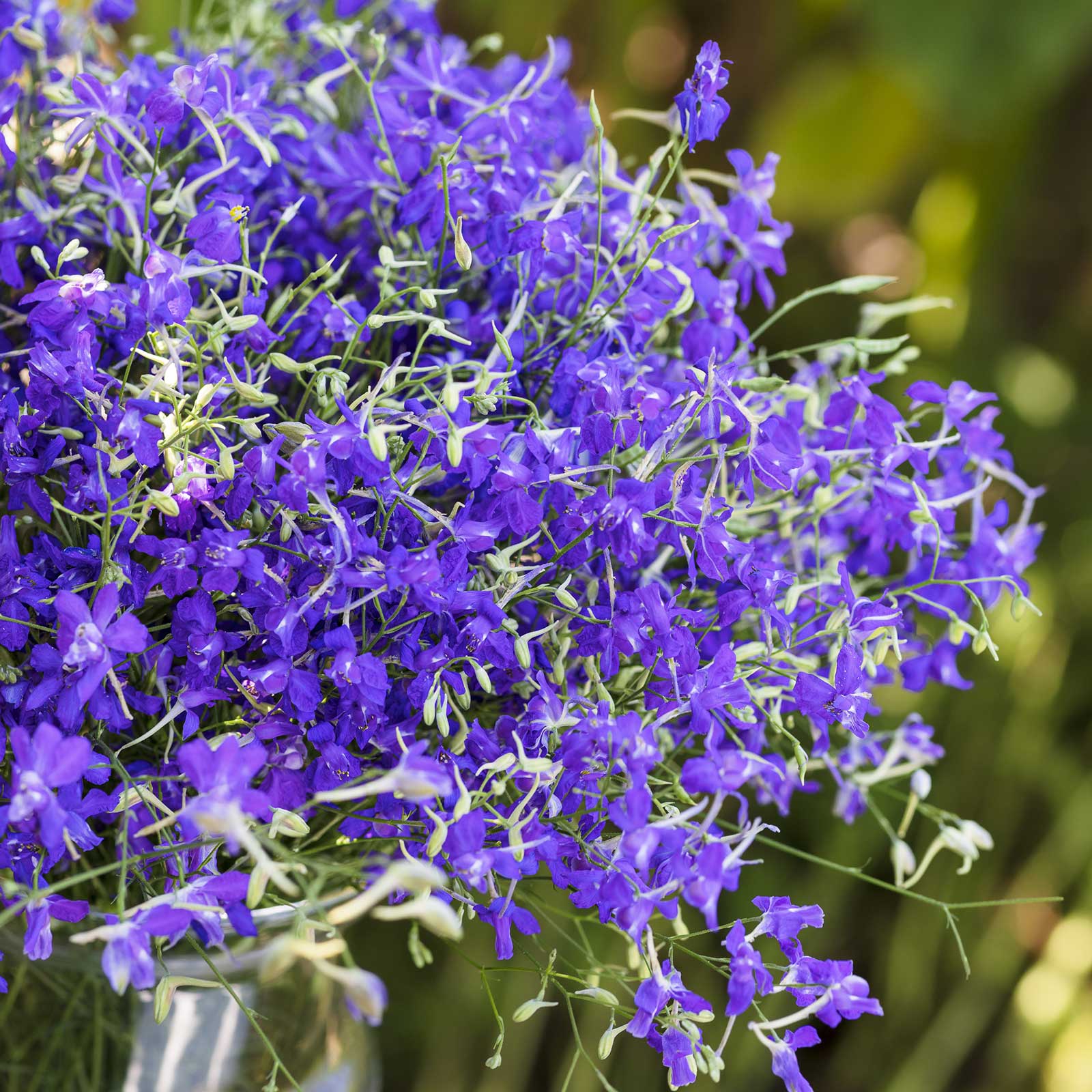 A close up of a bouquet of larkspur blue cloud flowers in a glass vase in a natural setting.