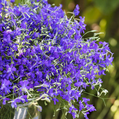A close up of a bouquet of larkspur blue cloud flowers in a glass vase in a natural setting.