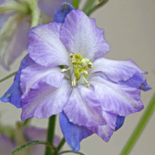 Purple larkspur fancy purple picotee flower against a blurred grey background.