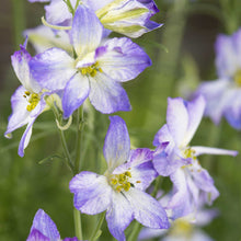 Pink, purple, and white larkspur frosted skies flowers in a bright garden setting.