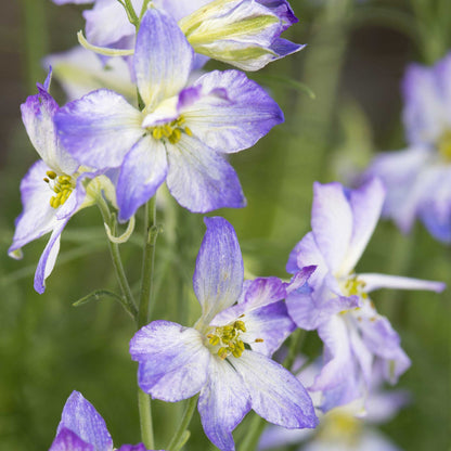 Pink, purple, and white larkspur frosted skies flowers in a bright garden setting.