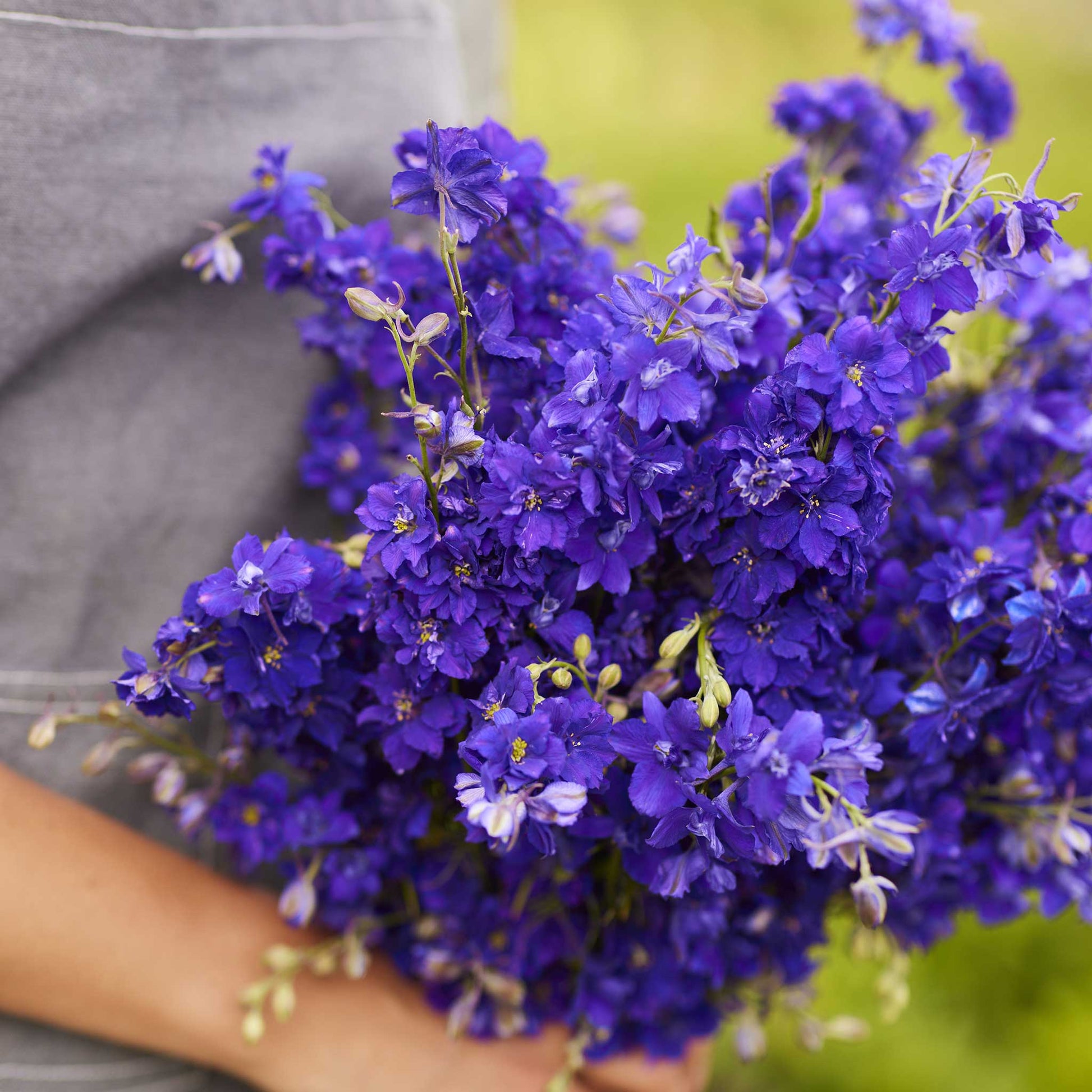 A close up of a person holding a bouquet of larkspur hyacinth flower tall mix flowers in a garden setting.