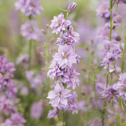 Close-up of misty lavender larkspur flowers with a blurred background
