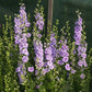 larkspur qis light blue