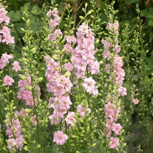 larkspur qis light pink