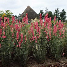 Pink larkspur qis rose flowers on tall stems against a blurred green background.