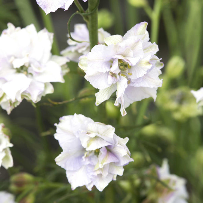 larkspur smokey eyes