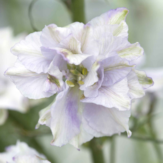 larkspur smokey eyes