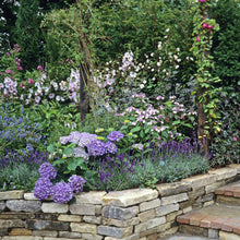 A Hidcote Promise Compact lavender plant with green foliage is shown against a stone-walled garden.