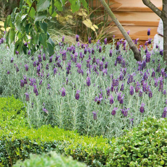 A garden shot of Bandera Purple Lavender flowers with deep purple petals.