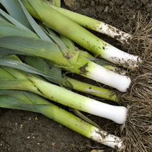 Several American Flag leeks freshly harvested with green stalks and white bottoms sprinkled with dirt.