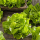 Lettuce Seeds - Bibb