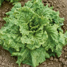 A vibrant Black Seeded Simpson lettuce plant with broad, crinkled leaves, ready for harvest, fills the frame.
