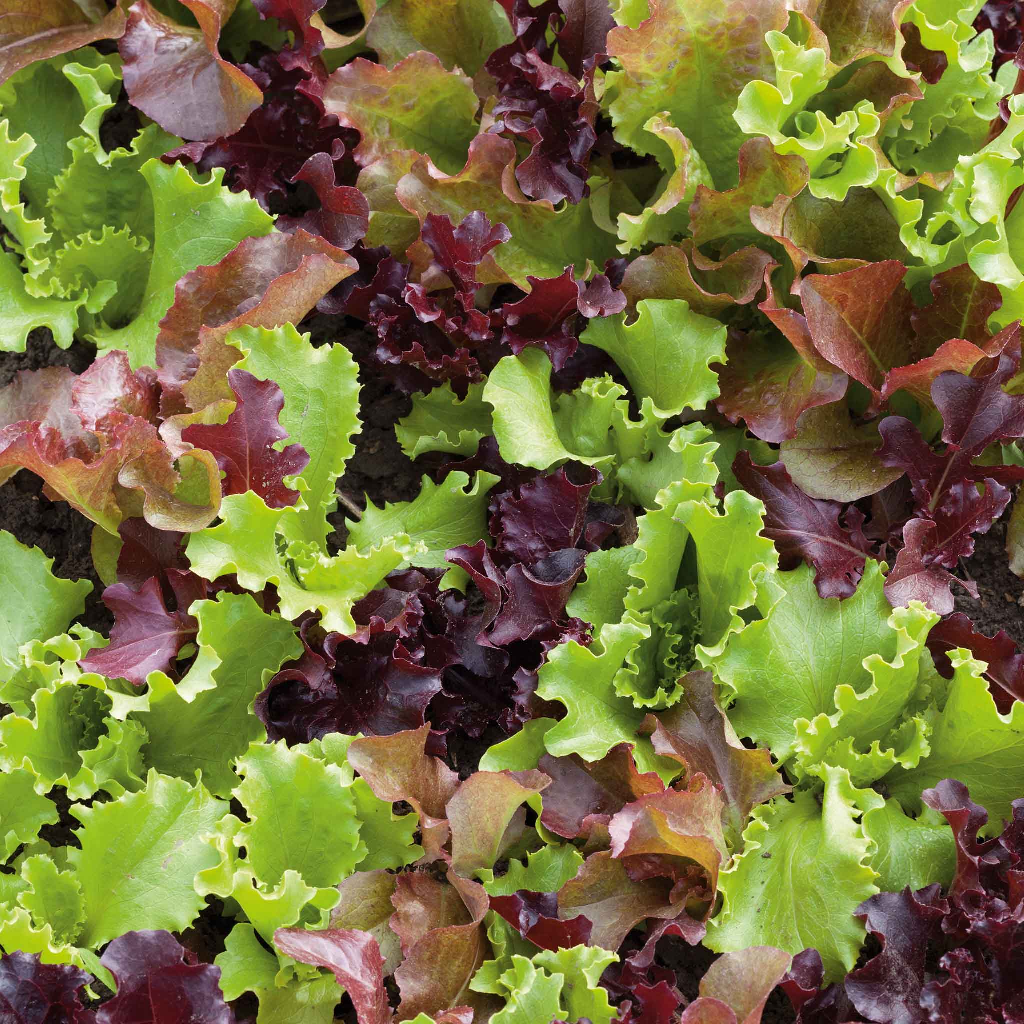 Gourmet Salad Blend Lettuce Seeds – Red & Green Mix, Non-GMO, 500 Seeds