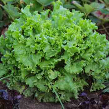 A vibrant green head of "Grand Rapids TBR" lettuce with ruffled leaves, ready for harvest.
