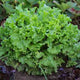 Lettuce Seeds - Grand Rapids TBR