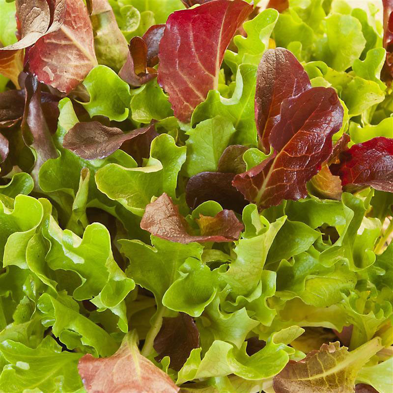 Close-up of mixed green and red leaf lettuce heatwave