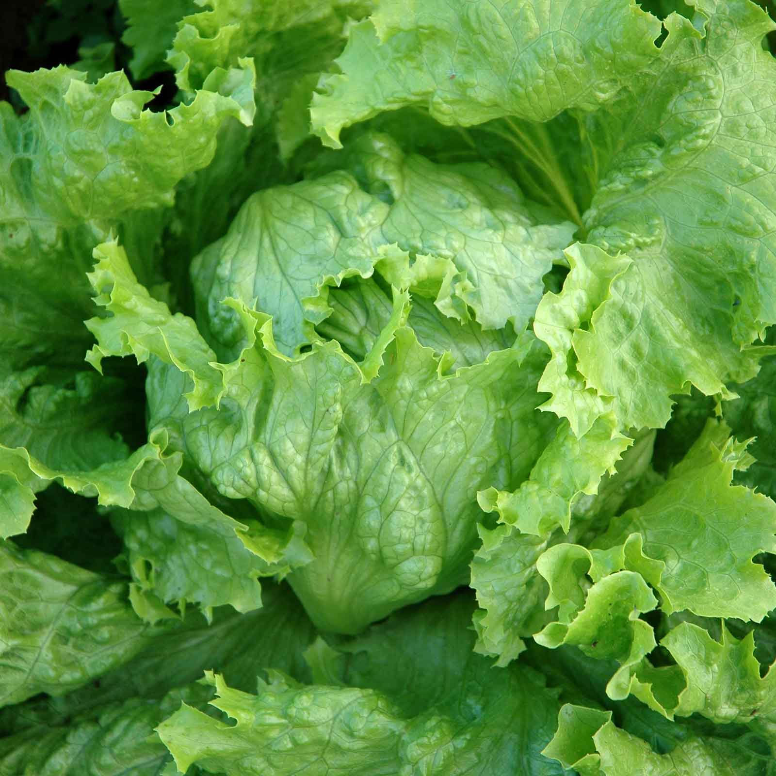 Close-up of a crisp, green iceberg lettuce head with tightly packed leaves.