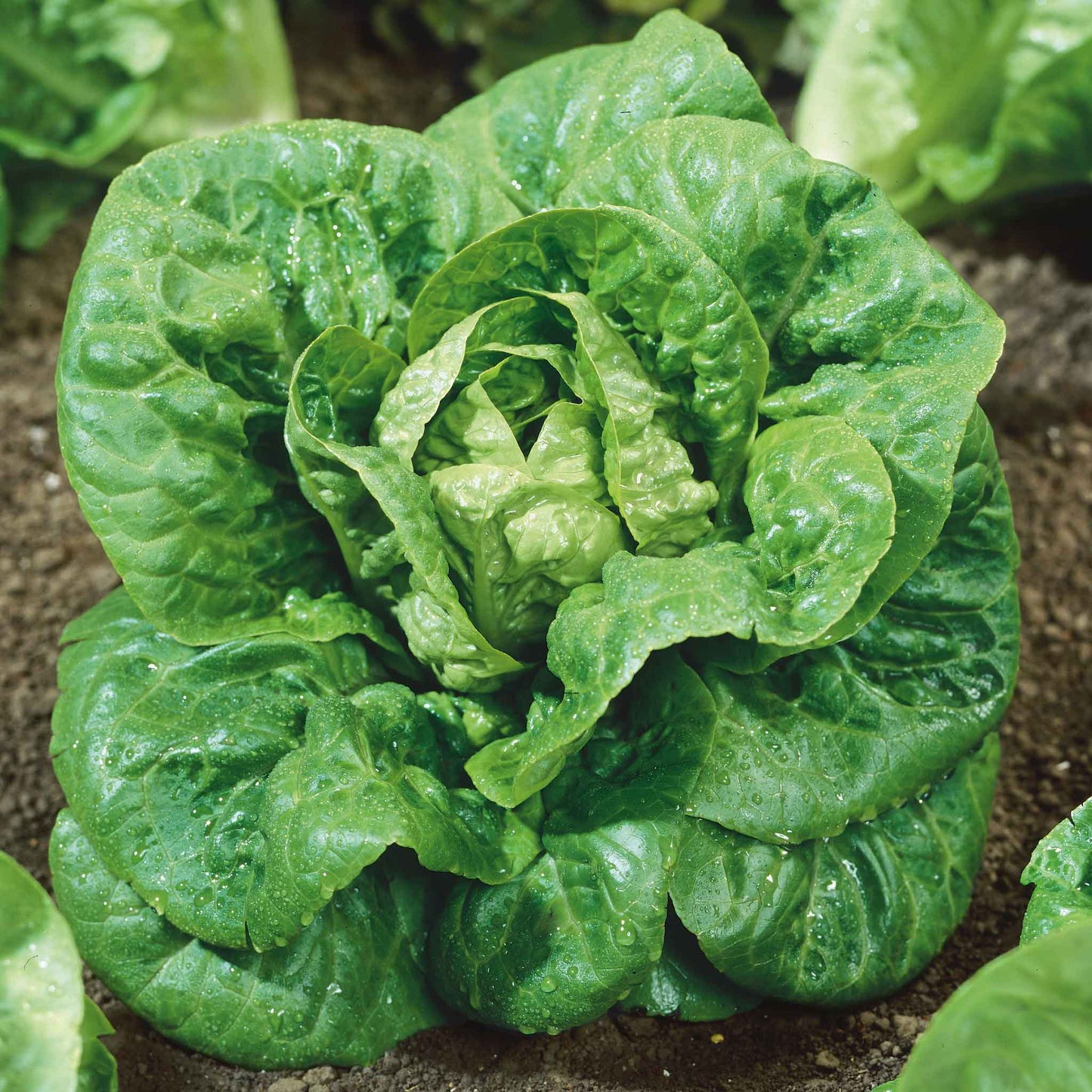 lettuce little gem