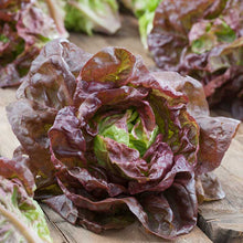 A head of red and green Marvel of Four Seasons lettuce, showing loose, crinkled leaves. | copyright: Floramedia UK Ltd