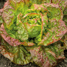 A close-up view of a vibrant red and green Marvel of Four Seasons lettuce plant with ruffled leaves and a dense head.