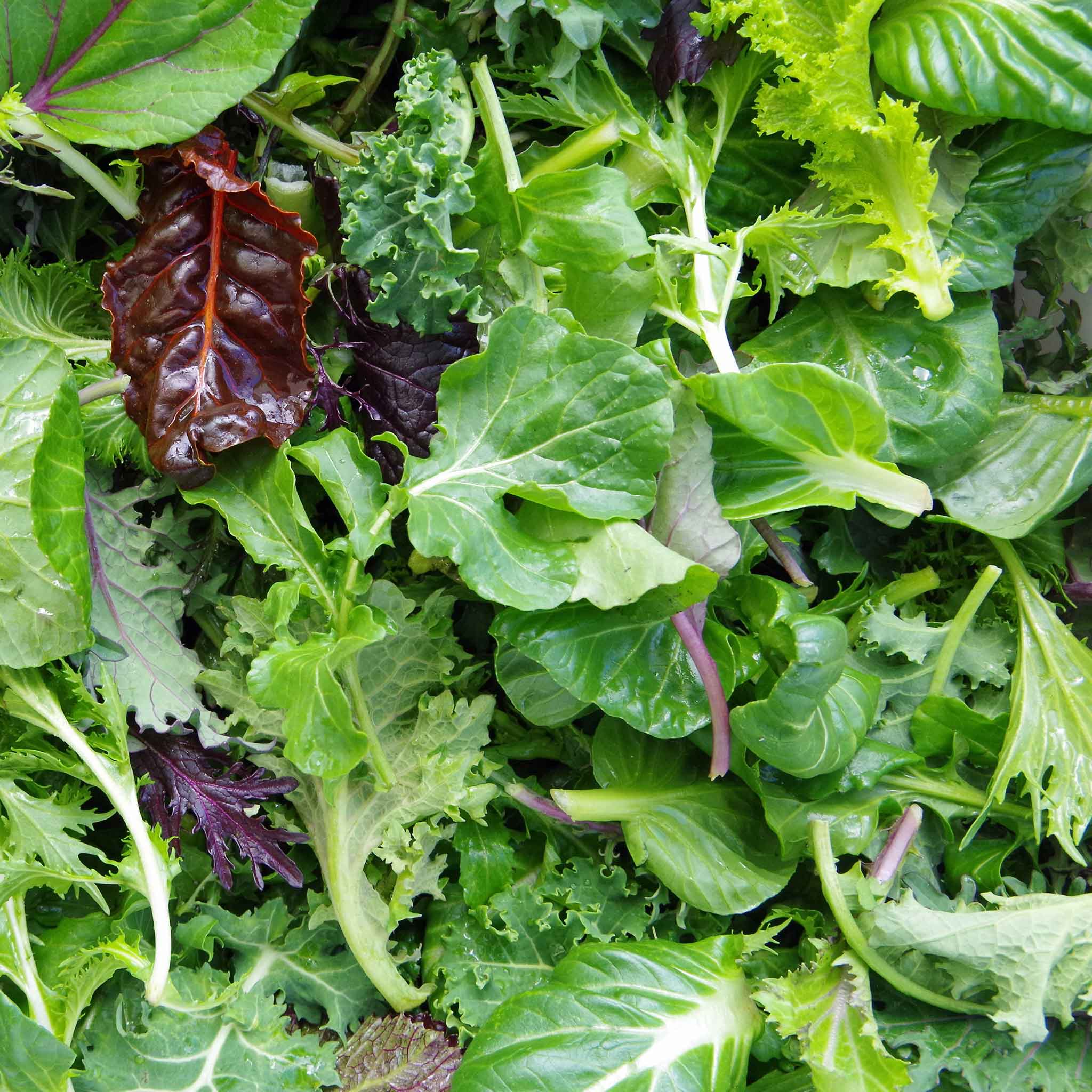 Ohio Heirloom Seeds Mesclun Lettuce Seeds - 1,000+ Seeds, 90% Germination, USA Grown