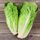 Lettuce Seeds (Organic) - Parris Island Cos
