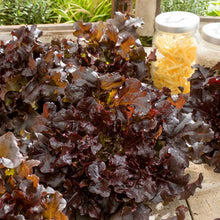 A vibrant Salad Bowl Red lettuce plant with ruffled leaves is shown in a close-up, showcasing its rich color and texture. | copyright: Floramedia UK Ltd