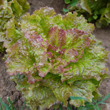 Close-up of a vibrant red-leaf Prizehead lettuce head with ruffled edges, showcasing its crisp texture.