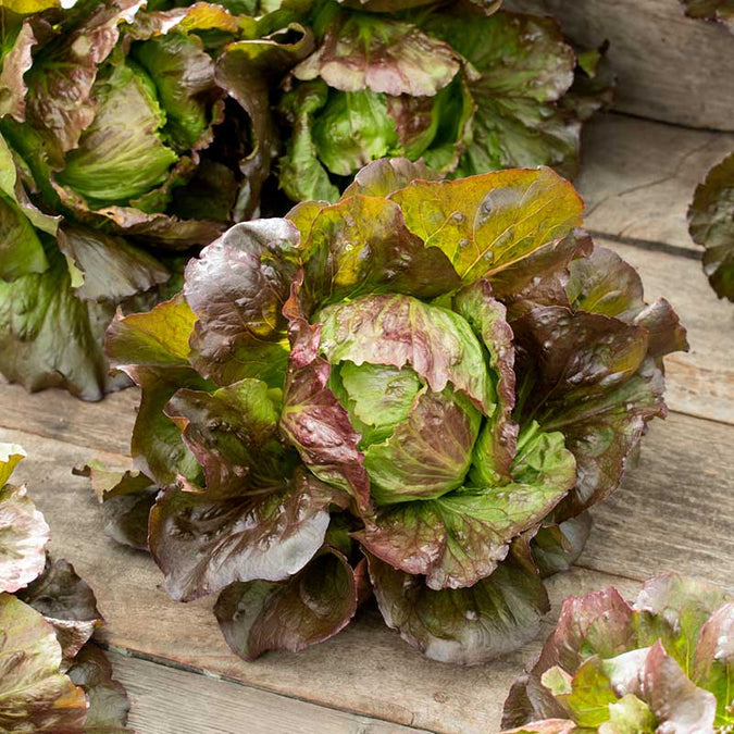 Ruby Vegetable Lettuce Seeds - Ruby | Vegetable Seeds in Packets & Bulk | Eden Brothers