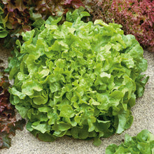 A close-up shot of vibrant green Salad Bowl Green lettuce, showing off its deeply lobed, crinkled leaves.
