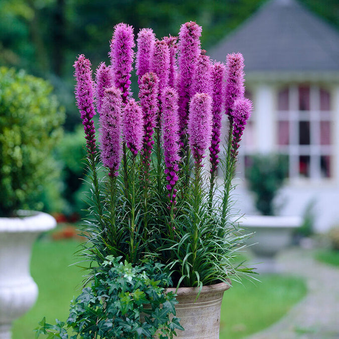 Liatris spicata/Blazing Star - Blue