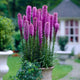 Liatris spicata/Blazing Star - Blue