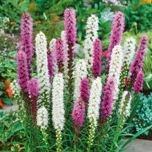 Close-up of a Liatris spicata Blazing Star flower, showing its vibrant purple florets and tall stalk.