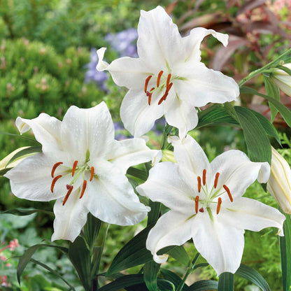 White lily casablanca with large petals and prominent stamens in a lush green garden.