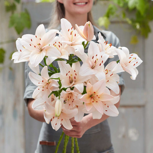 lily-coral-county-rit-1_grande