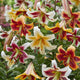 Lily Bulbs - Giant OT Mix