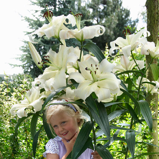 lily giant ot zambesi