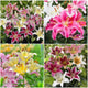 Lily Bulbs - Landscaper Mix