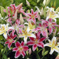 lily landscaper mix