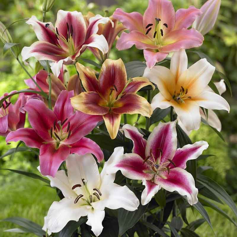 lily landscaper mix
