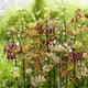 Lily Bulbs - Martagon Mix