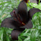 Knight Rider Lily Trumpet Asiatic Lily Bulbs - Night Rider | Flower Bulbs | Eden Brothers