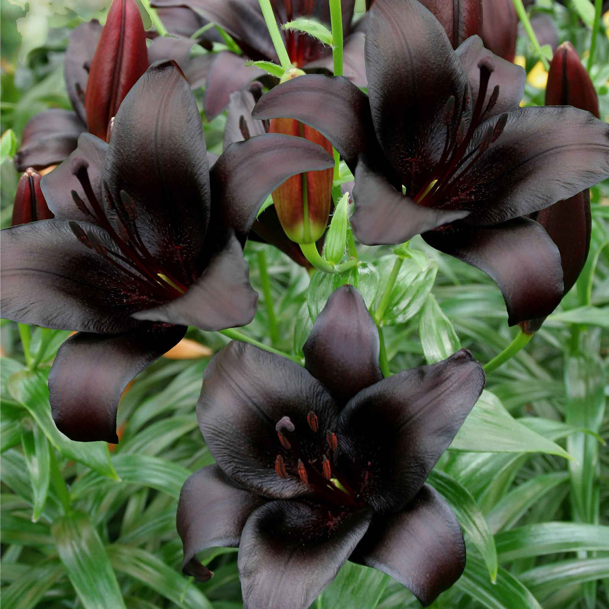 Flower Rider Trumpet Asiatic Lily Bulbs - Night Rider | Flower Bulbs | Eden Brothers