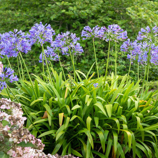 A picture of an lily of the nile in full bloom, showing its cluster of vibrant blue petals.