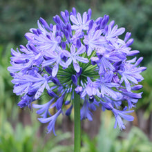 A close-up of a vibrant purple lily of the nile flower, showcasing its intricate petals and stamen.