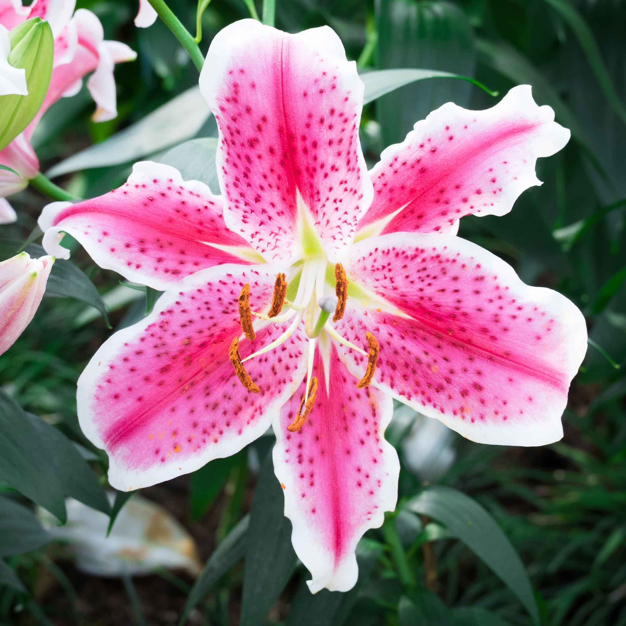 Oriental Lily Bulbs Stargazer Flower Bulbs Eden Brothers Oriental Lily Bulbs Stargazer Flower Bulbs Eden Brothers