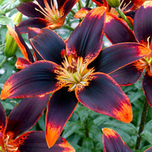 Deep orange lily starlette with dark spots and prominent stamens against a dark background.
